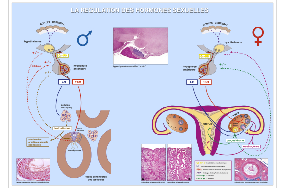 La régulation des hormones sexuelles chez l'espèce humaine - infographie